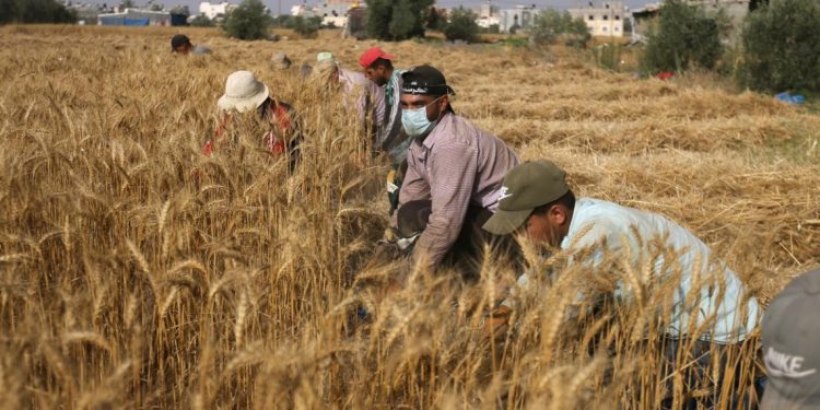 التساقطات المطرية تقلق فلاحين مغاربة من فساد محصول الحبوب