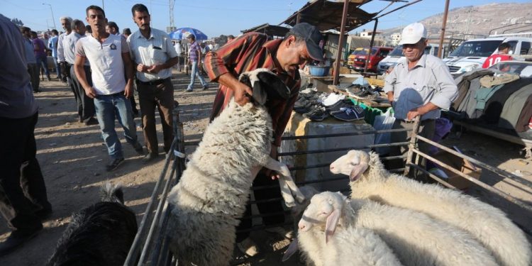 كشف أثمنة أضاحي العيد المستوردة من إسبانيا ورومانيا…ومهنيو المواشي يوضحون ذلك