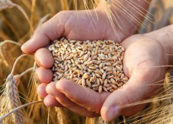 الحكومة المغربية كتستعرض التدابير المتخذة لتعزيز الأمن الغذائي في المملكة
