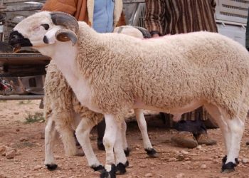 عيد الأضحى.. مطالب للحكومة بالكشف عن وضعية القطيع وضبط ومراقبة أسعار المواشي