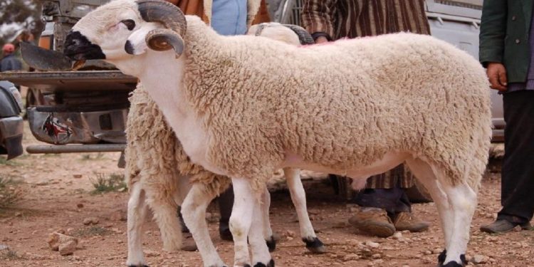 عيد الأضحى.. مطالب للحكومة بالكشف عن وضعية القطيع وضبط ومراقبة أسعار المواشي