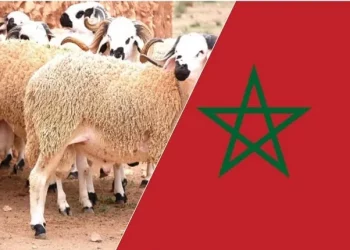 مستوردو الأغنام أتوا ب 100 ألف رأس من إسبانيا استعدادا لعيد الأضحى