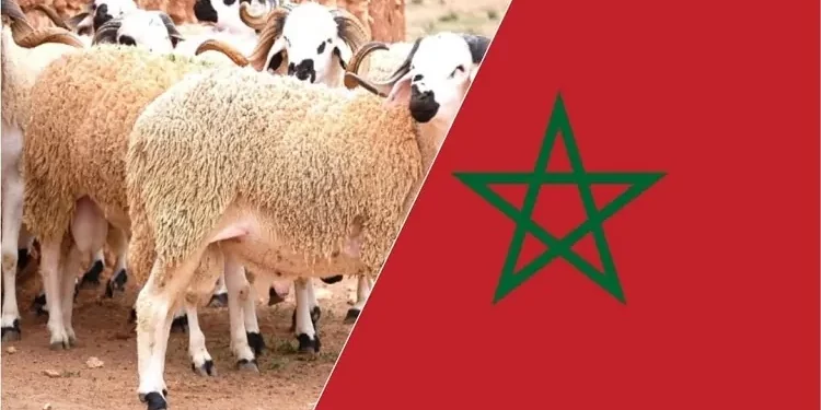 مستوردو الأغنام أتوا ب 100 ألف رأس من إسبانيا استعدادا لعيد الأضحى