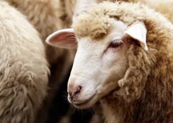 بعد إسبانيا.. استيراد الأغنام البرتغالية لتعزيز العرض في عيد الاضحى