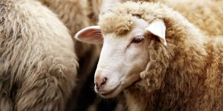بعد إسبانيا.. استيراد الأغنام البرتغالية لتعزيز العرض في عيد الاضحى
