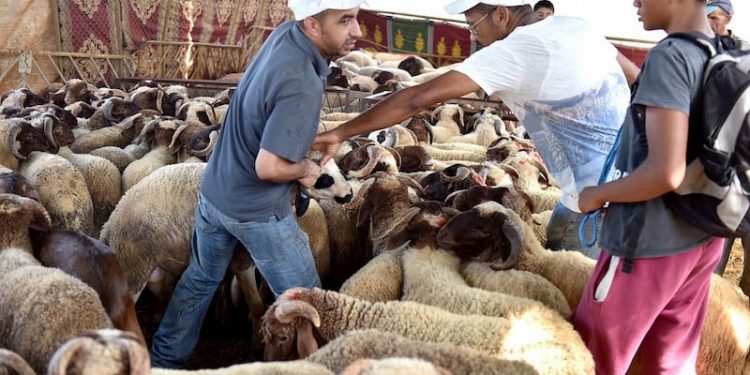 وزارة الأوقاف والشؤون الإسلامية تعلن عن أول أيام عيد الأضحى بالمغرب