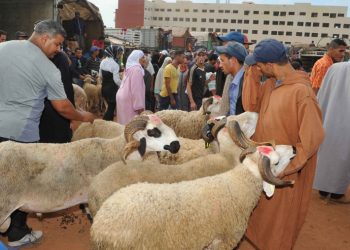 انتقادات بالبرلمان حول ارتفاع أسعار الأضاحي وتأخير بيع الأكباش المستوردة من إسبانيا