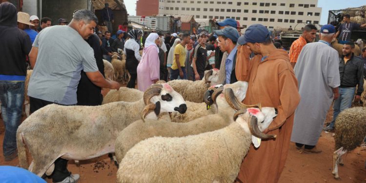 انتقادات بالبرلمان حول ارتفاع أسعار الأضاحي وتأخير بيع الأكباش المستوردة من إسبانيا