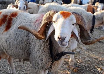 مندوبية التخطيط: المغاربة صرفوا في عيد الأضحى أزيد من 18 مليار درهم