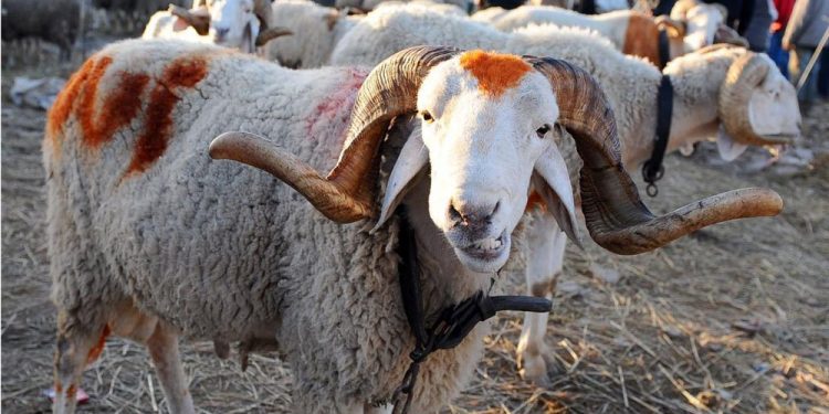 مندوبية التخطيط: المغاربة صرفوا في عيد الأضحى أزيد من 18 مليار درهم