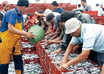 وزير الفلاحة يدافع عن مخطط “أليوتيس” في قطاع الصيد البحري معتبرا البرنامج “حقق إنجازات هامة”