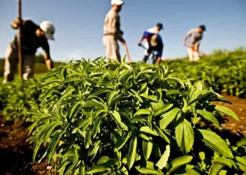 الحكومة تخصص 10 ملايير درهم لدعم الفلاحين جراء نقص الأمطار