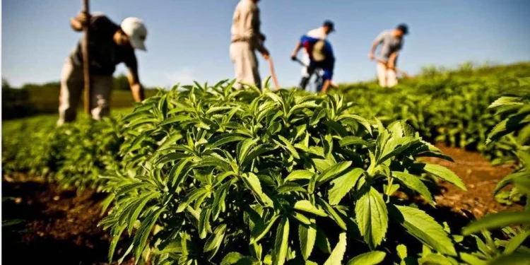 الحكومة تخصص 10 ملايير درهم لدعم الفلاحين جراء نقص الأمطار