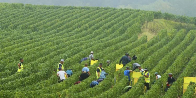 اتفاقية لتسهيل تشغيل العمال الزراعيين الموسميين المغاربة في فرنسا