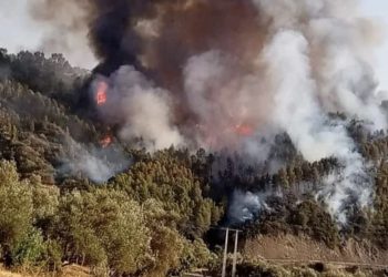 القوات المسلحة تتدخل لإخماد حريق غابة بإقليم بركان