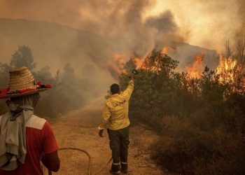 222 حريقا بغابات المغرب اجتاحت 3900 هكتارا منذ بداية سنة 2023 (مدير وكالة المياه والغابات)