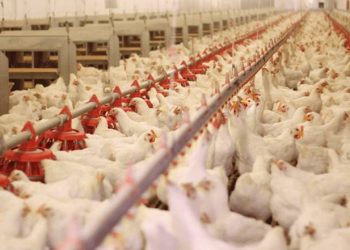 انخفاض أسعار الدجاج بالأسواق الوطنية