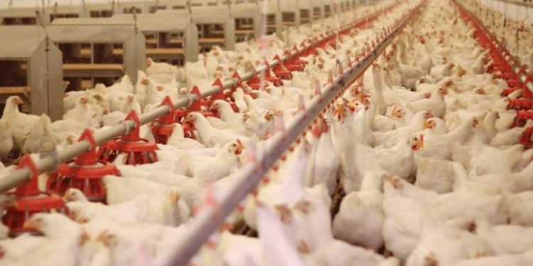 انخفاض أسعار الدجاج بالأسواق الوطنية