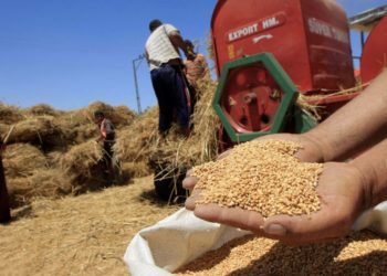 أسعار القمح الصلب عْرَف ارتفاع بالمغرب ومهنيون كيطمئنو باستقرار ثمن الخبز