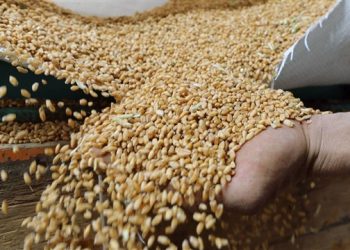 إنسحاب روسيا من مبادرة الحبوب الأممية ومدى تأثيرها على أسعار الغذاء