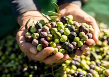 الحكومة حبسات تصدير الزيتون وزيت الزيتون للخارج