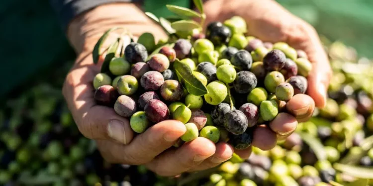 الحكومة حبسات تصدير الزيتون وزيت الزيتون للخارج