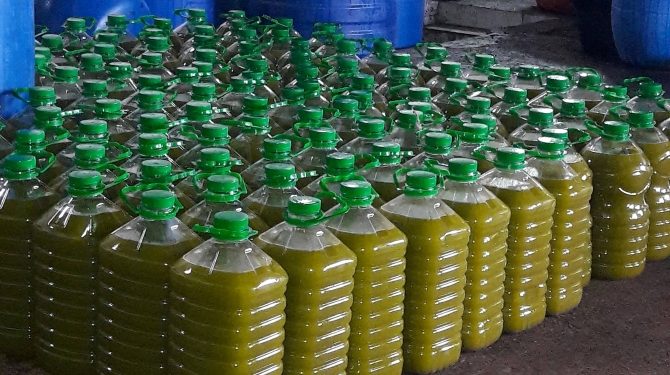 الصادرات ترفع سعر زيت الزيتون إلى مستويات غير معهودة في المغرب