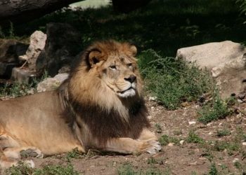 هذه حقيقة ظهور أسد الأطلس