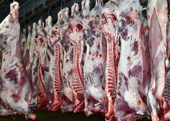 إنشاء قاعة بيع سقط جديدة بمجازر الدار البيضاء
