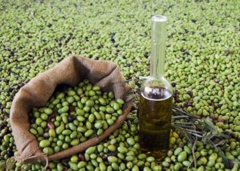 القضاء يحكم على شبكة “زيت الزيتون المغشوش”