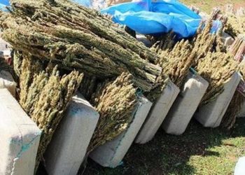 درك العرائش يشن حملة واسعة ضد تجار جمع محاصيل “الكيف”