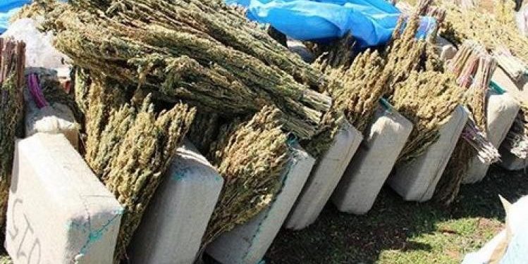 درك العرائش يشن حملة واسعة ضد تجار جمع محاصيل “الكيف”