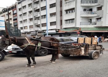 عربة مجرورة تتسبب في حادث بالبيضاء