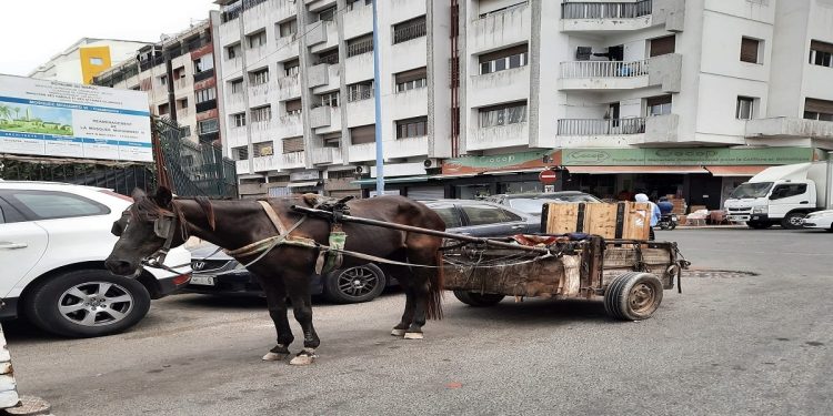 عربة مجرورة تتسبب في حادث بالبيضاء