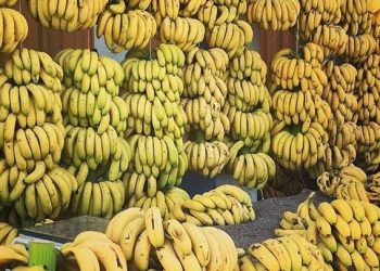 واردات المغرب من الموز ترتفع لتصل إلى 23 ألف طن خلال 2023