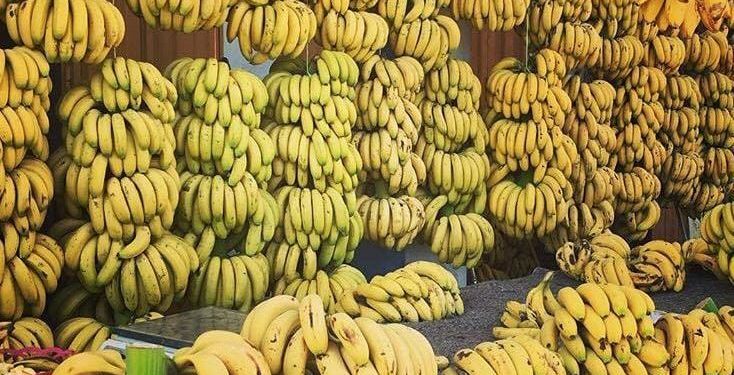 واردات المغرب من الموز ترتفع لتصل إلى 23 ألف طن خلال 2023