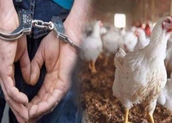 توقيف شاحنة محمل بفضلات الدواجن لتغذية الأغنام