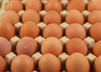 مهنيو قطاع البيض يتوقعون انخفاضا في  خلال شهر رمضان
