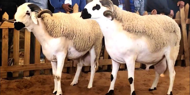 برلماني يدعو صديقي لمراقبة وضبط أسعار بيع المواشي مع اقتراب عيد الأضحى