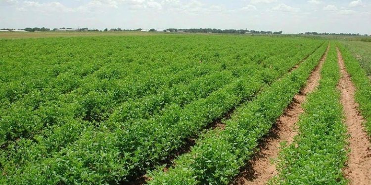 المديرية الجهوية للفلاحة..التساقطات الأخيرة بجهة طنجة-تطوان-الحسيمة لها وقع إيجابي على المزروعات الخريفية والشتوية
