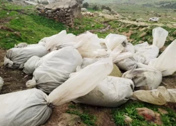 ضبط كمية مهمة من القنب الهندي بإقليم العرائش