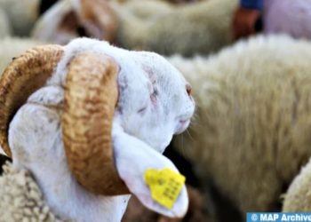 عيد الأضحى 1445 ..انطلاق عملية ترقيم الأغنام والماعز