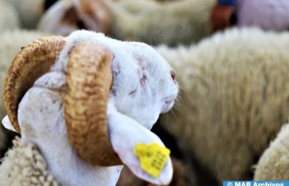 عيد الأضحى 1445 ..انطلاق عملية ترقيم الأغنام والماعز