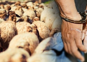 توقيف شخصين بتهمة تشكيل عصابة متخصصة في سرقة المواشي