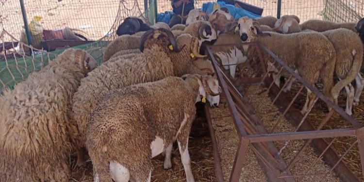 محمد الصديقي وزير الفلاحة يعقد إجتماعا مع مهنيي قطاع اللحوم الحمراء