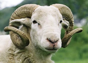الصديقي يكشف عدد رؤوس المواشي المعدة للذبح خلال عيد الأضحى