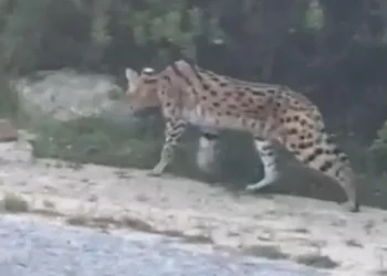 هذه حقيقة نمر أثار الرعب وسط ساكنة طنجة