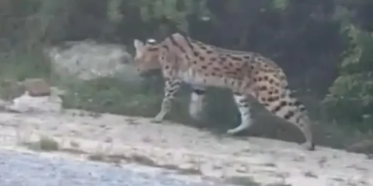 هذه حقيقة نمر أثار الرعب وسط ساكنة طنجة