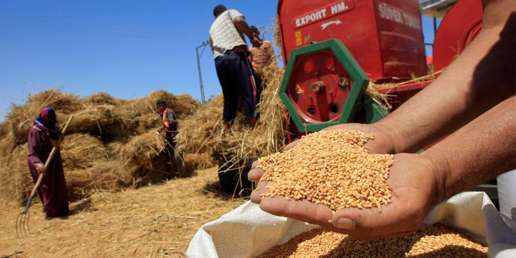 الإنتاج المتوقع من الحبوب يقدر بـ 31.2 مليون قنطار