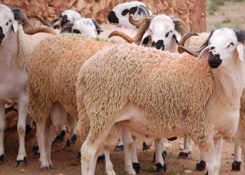 هذا هو عدد الأغنام والماعز موجهة للذبح بمناسبة عيد الأضحى بجهة الدار البيضاء سطات